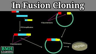 In Fusion Cloning [upl. by Ahsened]