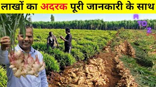 अदरक की खेती कब और कैसे की जाती है Ginger Farming in India  Ginger Cultivation [upl. by Eillil520]