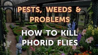 How to Kill Phorid Flies [upl. by Huber520]