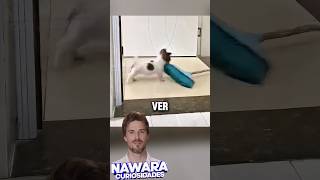 Lo que hacía su perro cuando nadie lo miraba [upl. by Malvin168]