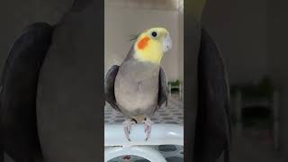 Calopsita cantando hino do flamengo calopsitas calopsitascantando cockatiels cockatielslove [upl. by Aracahs613]