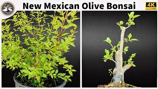 New Mexican Olive Bonsai [upl. by Ntsud]