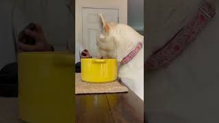 husky vs foodbowl [upl. by Yttak]