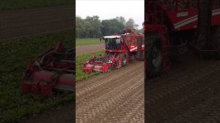 SUGAR BEETS 2024 🚜🧑‍🌾🥔🥕❤️ farming agriculture village poland autumn agriculture agro grimme [upl. by Gabe]