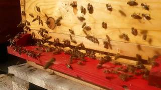 Carnica bees colony  Apis Donau [upl. by Warfourd130]