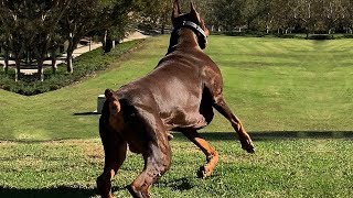 BEST OF DOBERMAN  THE SUPER INTELLIGENT DOG [upl. by Delmore]