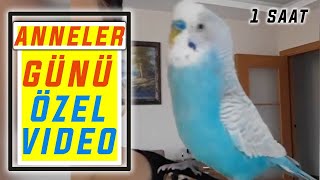 ANNELER GÜNÜ ÖZEL EĞİTİM VİDEOSU 1 SAAT  KUŞUNUZA DİNLETİN KONUŞSUN [upl. by Sybley189]