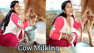 Awesome Cow Milking and Drinking Cow Milk [upl. by Eenalem425]