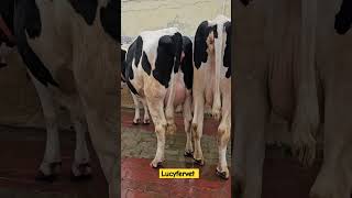 Holestian Friesian animalshorts cow holesteinfresian [upl. by Resor]