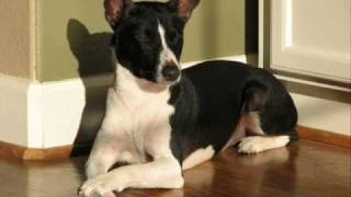 Basenji Rescue  Success Stories [upl. by Hsihsa]