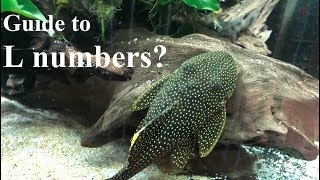 Why are pleco numbered Guide to L numbers [upl. by Everson383]