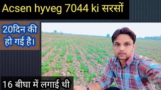 sarso Acsen hyveg AHBJ 7044 सरसों की शानदार फसल।20 दिन की है [upl. by Asteria]