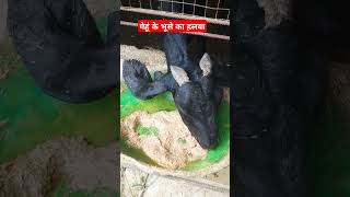 Goat Farming goat treatment youtubeshortbeetalgoat 7880627038 [upl. by Alvina517]