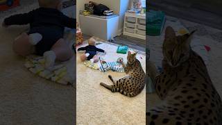 Serval Cat and Baby serval cat servals shorts baby [upl. by Nipsirc]