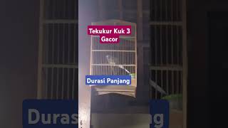 Tekukur Kuk 3 Gacor burungtekukur tekukurkuk3gacorburungviral [upl. by Deborah]