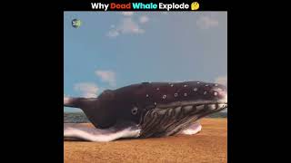 भूल कर भी Dead Blue Whale 🐳 के पास मत जाना 😨  Factz Bytes  shorts [upl. by Tabby494]