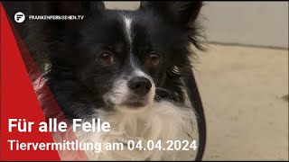 Tiervermittlung Für alle Felle vom 04042024 [upl. by Nilauqcaj601]