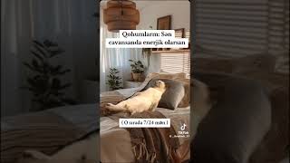 VHATSAPP INSTA UCUNMARAQLI AGLAMALI QEMLI GULMELI VIDEOLARfunny shortvideos beyen ilk love [upl. by Oznol]