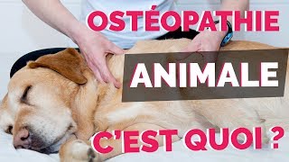 LOSTÉOPATHIE ANIMALE  INTERVIEW DÉCOUVERTE [upl. by Meesaw381]