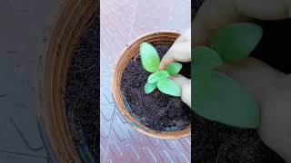 Barleria cristata plant saplingshortsgardening [upl. by Llehsor]