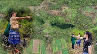 The most dangerous cannibal cave for buffaloes and cows in the region [upl. by Iridissa]