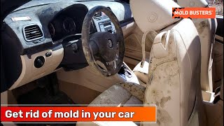 Get rid of mold in your car 🚗  Mold Busters [upl. by Hastie595]