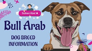 Bull Arab Dog Breed  The Ultimate Guide  Comprehensive Breed Information [upl. by Kassey]