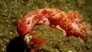 Fascinating Spanish Dancer Nudibranch [upl. by Enilorac849]