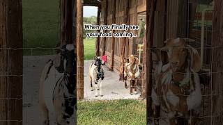 We all do it barnyard farmandranch cutegoats countryliving countrylife goat funnyanimalvideo [upl. by Borroff]