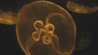 Bioluminescent Jellyfish from The Maritime Aquarium [upl. by Adahsar74]