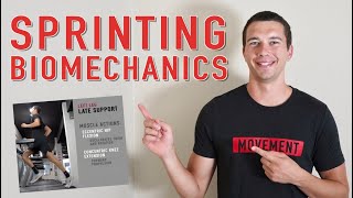 Sprinting Biomechanics Muscles Involved in Support and Flight Phases Eccentric and Concentric [upl. by Lida]