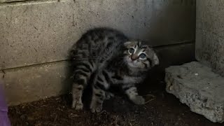 Scared feral kitten trusts a human for the first time [upl. by Ahsienod]