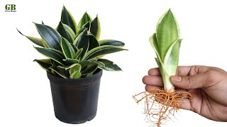 Propagate snake plant or dracaena trifasciata by dividing the rhizome [upl. by Ynnot178]