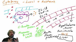 Cytokines and their systemic effects [upl. by Toh269]