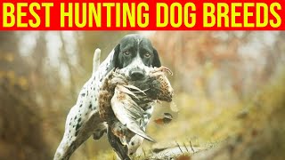 10 Best Hunting Dog Breeds Amazing Dogs [upl. by Ekal]