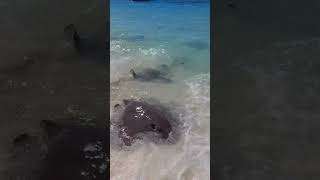 Visiting the stingrays Maldives 2 [upl. by Naerb345]