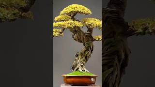 Beautiful Bonsai Works🌳🌲💥491shorts shortsvideo beautifulbonsai art khuebonsai🥰❤️ [upl. by Alviani]