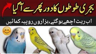 Budgies parrot Businees idea  Australian parrots ka karobaar kaise krn  budgies price  lovepetsa [upl. by Shevlo]