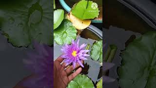 Water lily plant at home waterlily gardening ytshorts [upl. by Laflam]