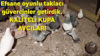 Yeni getirdiğim oyunlu taklacı damızlık güvercinler Hepsi kaliteli efsane oyunlu kuşlar [upl. by Halyak808]