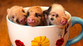 PIGS in TEACUP  Mini Pig as Pet  Pig Facts [upl. by Trauner]