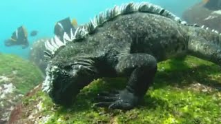 Swimming Marine Iguanas  Galapagos  BBC Earth [upl. by Mlohsihc]