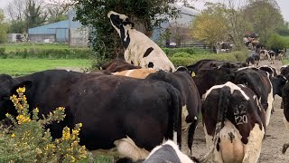 Bringing in the cows in early February [upl. by Shere]