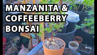 Manzanita and Coffeeberry Bonsai [upl. by Ellennej]