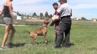 Tornabenes Bandogge Achilles 45 years old working on build up [upl. by Natal]