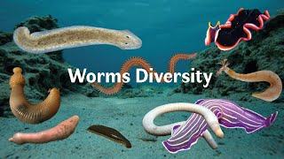 Worms Diversity Annelida Nematoda Platyhelminthes [upl. by Jehial]