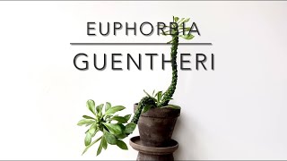 EUPHORBIA GUENTHERI Short Video Overview [upl. by Acilejna]