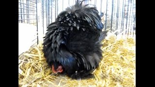 Pekin Bantam black frizzled ZwergCochin schwarz gelockt Nationale Geflügelschau2 [upl. by Brogle]