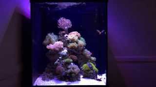 Marineland 37 Gallon Cube Reef April Update [upl. by Hoang616]