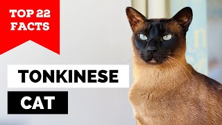 99 of Tonkinese Cat Owners Dont Know This [upl. by Aluin]